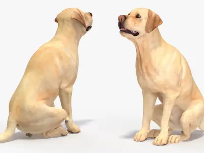  Begging White Labrador Dog Pose Animated Rigged for Cinema 4D 