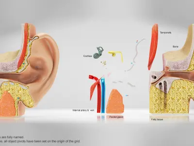Ear Anatomy Low-poly 3D model