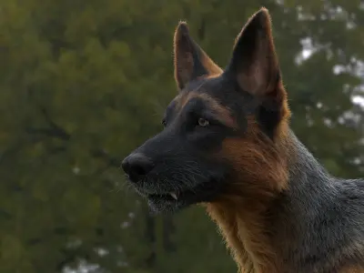  German Shepherd RIGGED 