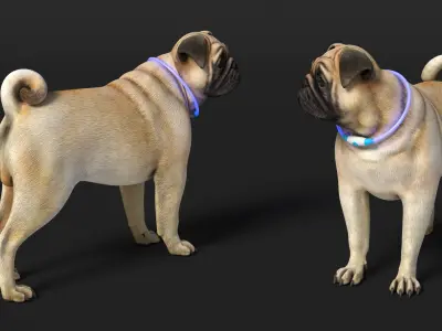  Pug Dog in LED Collar 