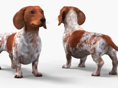  Dapple Dachshund Dog with Spotted Fur for Cinema 4D Rigged 