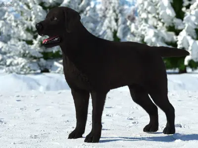  Labrador Dog Black Rigged Fur for Maya 