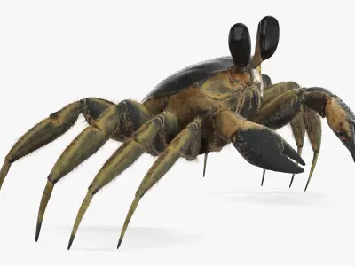  Atlantic Beach Crab Black Fur Rigged for Maya 