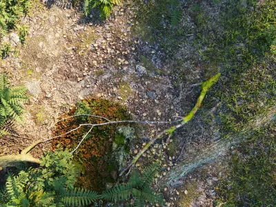 The Forest - Full Model Sketchup - V-ray Render 3D model