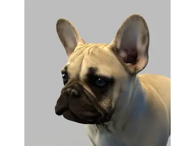  french bulldog 