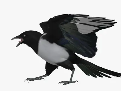  Pica Hudsonia "Black-billed Magpie" 