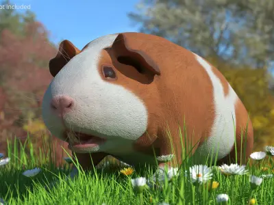  Smooth Coat Guinea Pig Brown White Rigged 