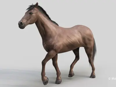  Horse PRO Dark Brown 