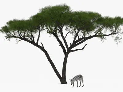  Acacia Shade and Zebra Foal Fur 