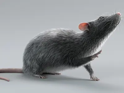  Norway Rat Rigged Xgen 