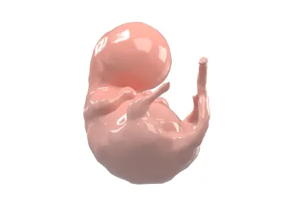 Human embryo V1 002 Low-poly 3D model