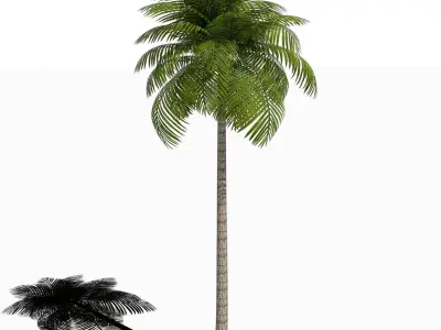 Palm Tree Low Poly Low-poly 3D model