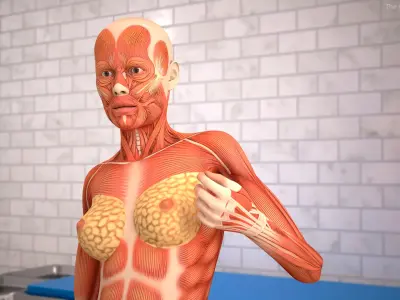  Female Full Body Anatomy Muscles Rigged 