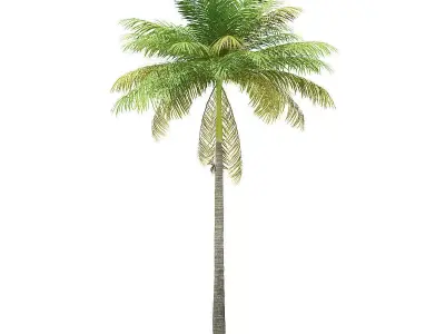 Bottle Palm Tree 3D Model 7m 3D model