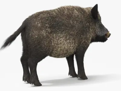  Wild Boar Male Fur 