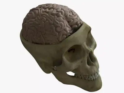 Human Skull with Brain 3D model