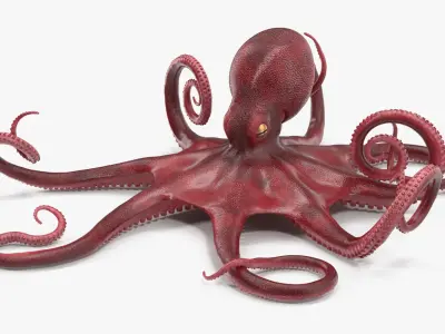  Octopus Vulgaris Rigged for Cinema 4D 