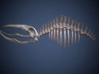 Whale skeleton Low-poly 3D model