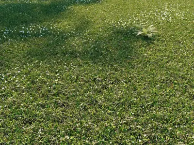 Wild grass exterior 3D model