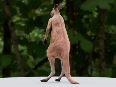  Kangaroo 