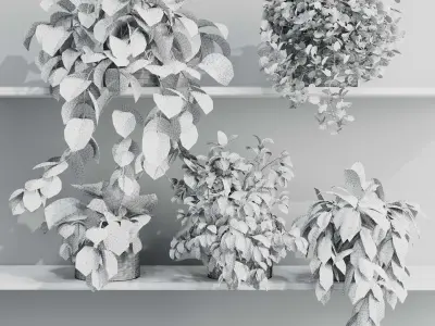 wall plant - set Indoor plant 408 plants on shelf Low-poly 3D model