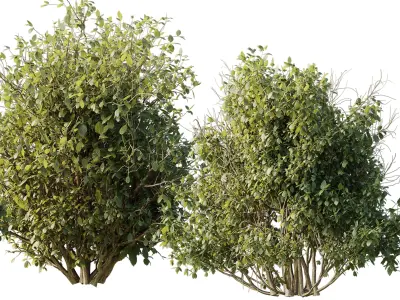 Collection mixed plants bush shrubs set 04 Low-poly 3D model