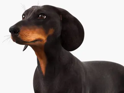 Domestic Wiener Dog with Short Legs Black 