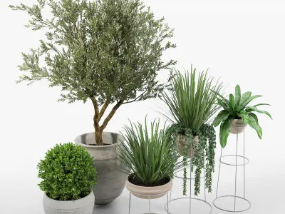 CB2 Set three potted plants 3D model
