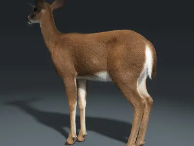  White Tailed Doe(FUR)(ANIMATED) 