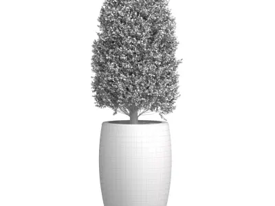 Decorative tree in garden planter Front Entrance Patio Porch 3D model