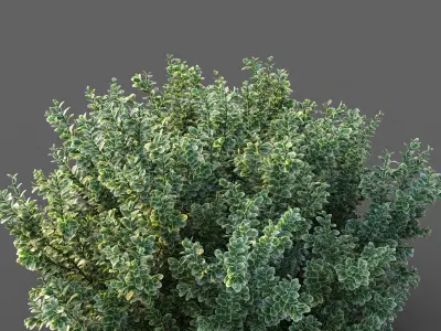 XfrogPlants Spindles - Euonymus Fortunei  3D model