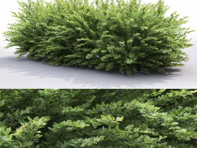 Cotoneaster hedge 5 3D model