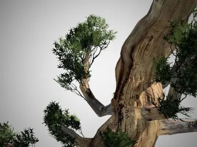 Bristlecone Pine Tree LODs Low-poly 3D model
