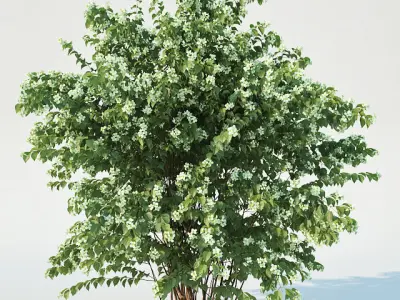 Philadelphus Coronarius Nr3 Three sizes - More blossom 3D model