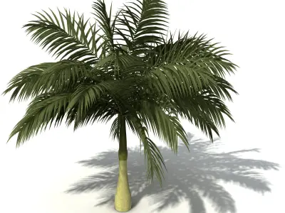 XfrogPlants Alexandra Palm 3D model