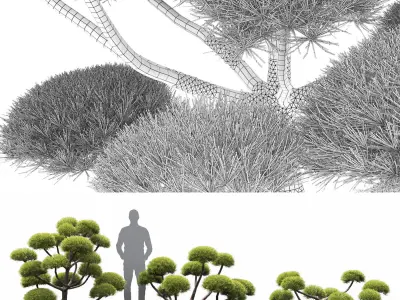 Pinus Nivaki 01 3D model