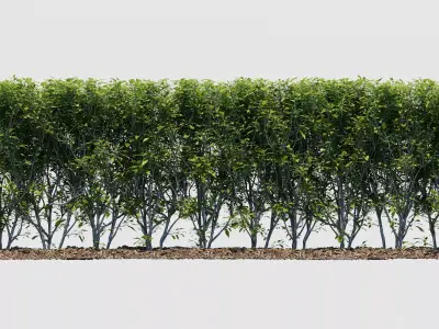 Hedge Bush 3D model
