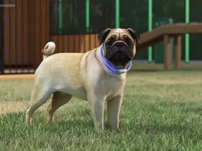  Pug Dog in LED Collar 