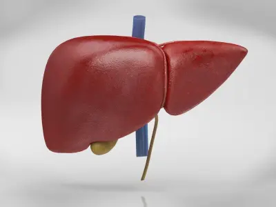 Liver Anatomy Low-poly 3D model