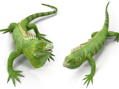  Iguana Reptile Creature Rigged for Cinema 4D 