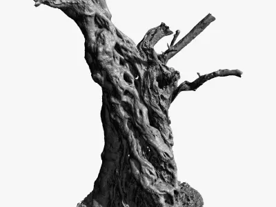 Giant Ancient Olive Tree 6  3DScan 3x16k 1x16k Textures Low-poly 3D model