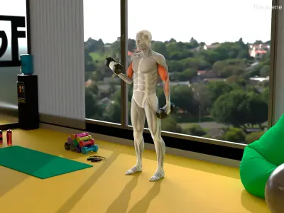  Male Muscular System Biceps Curls Animated Rigged 