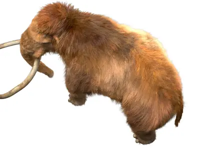  Mammoth Anatomy (Fur) 