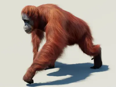  Orangutan Animated Fur 