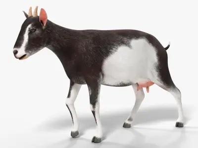  Domestic Goat Rigged for Blender 