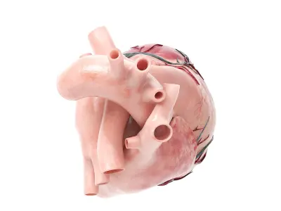  Human Heart v2 Animated 