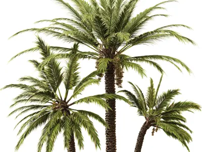 Date palm 3D model