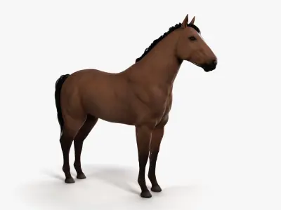  Full Horse Anatomy Maya Animated 