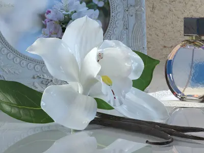  Hybrid Orchid Vanilla with Vanilla Sticks 