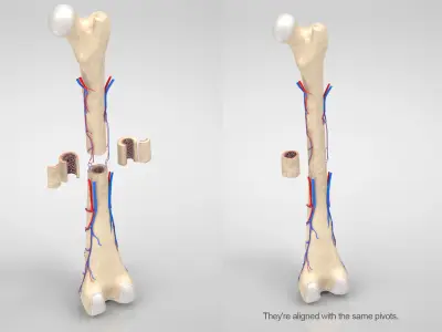 Bone with Healthy and osteoporotic section Anatomy Low-poly 3D model